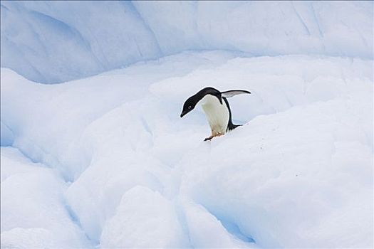阿德利企鹅,小心,走,冰山,保利特岛,南极