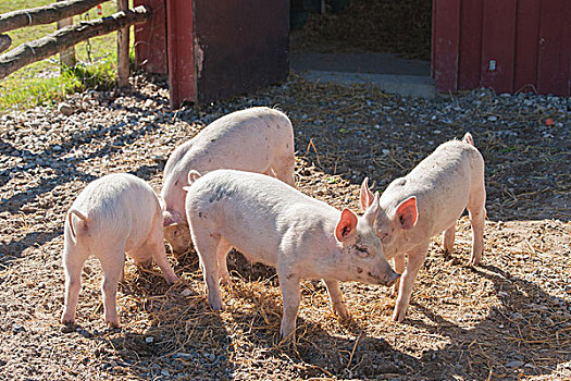 猪,农场,吃,干草,夏天