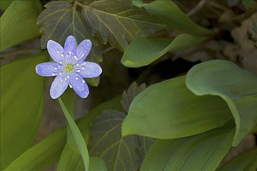 地钱属植物,野蒜