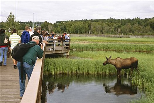 游人,看,驼鹿,湿地,靠近,阿拉斯加,夏天