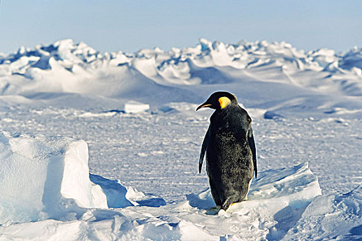 帝企鹅,冰,威德尔海,南极
