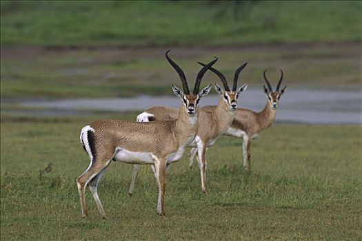 瞪羚,三个,公羊,坦桑尼亚