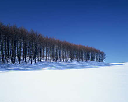 雪原