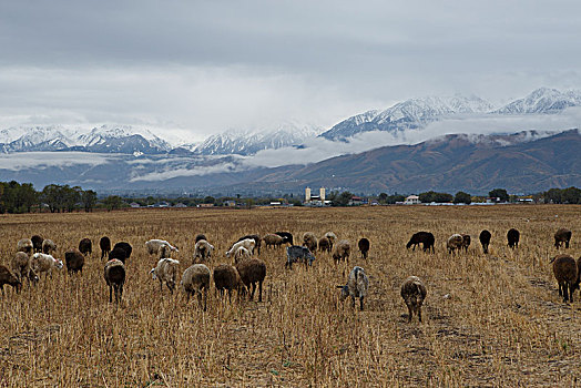 阿拉木图雪山草地羊群