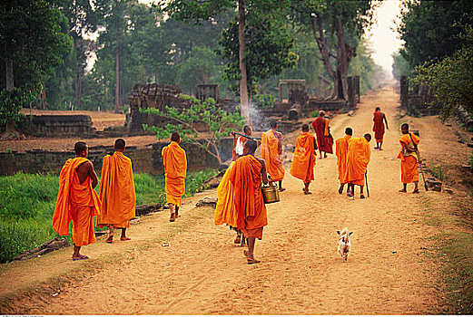 后视图,僧侣,走,庙宇,收获,柬埔寨