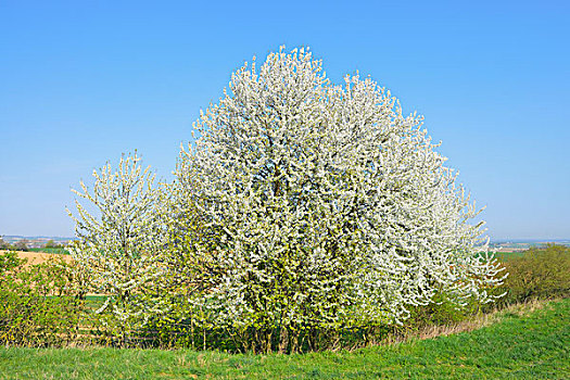 盛开,樱桃树,地点,奥登瓦尔德,黑森州,德国,欧洲