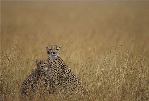 印度豹,猎豹,母兽,幼兽,高草,马赛马拉国家保护区,肯尼亚