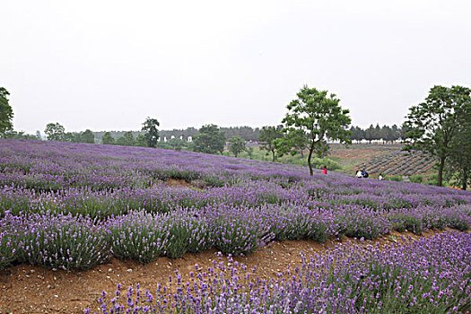 花,原片