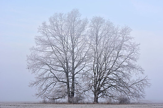树,白霜,雾,中间,生物保护区,萨克森安哈尔特,德国,欧洲