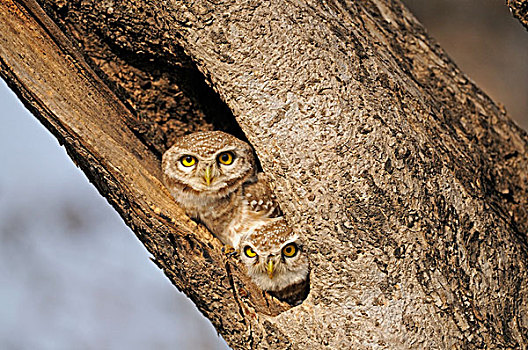 两个,斑点,小猫头鹰,凝视,树,洞,虎,伦滕波尔国家公园,拉贾斯坦邦,印度,亚洲