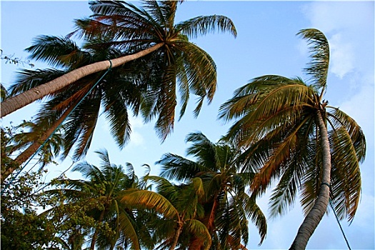 椰树,日落,马尔代夫