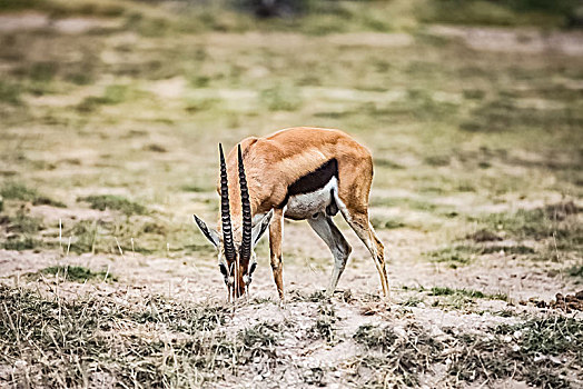 坦桑尼亚塞伦盖蒂草原葛氏瞪羚生态环境