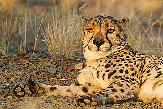 印度豹,猎豹,雄性,休息,晚上,俘获,纳米比亚,非洲