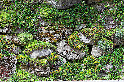 繁茂,干燥,石墙,施蒂里亚,奥地利,欧洲