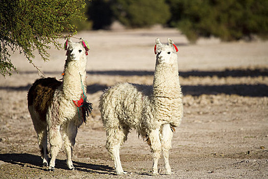 羊驼,国家级保护区,区域,安托法加斯塔,阿塔卡马沙漠,智利