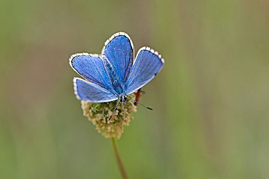 蓝色,雄性,自然保护区,图林根州,德国,欧洲