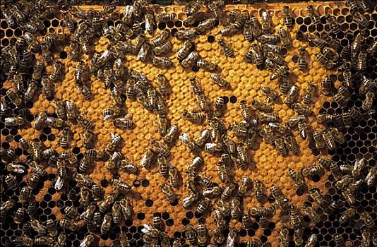 蜜蜂,蜂巢,蜂窝,昆虫,动物