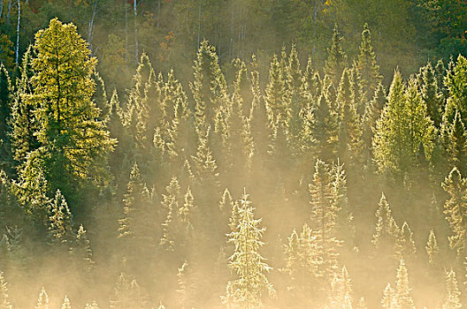 加拿大,安大略省,针叶树,晨雾,画廊