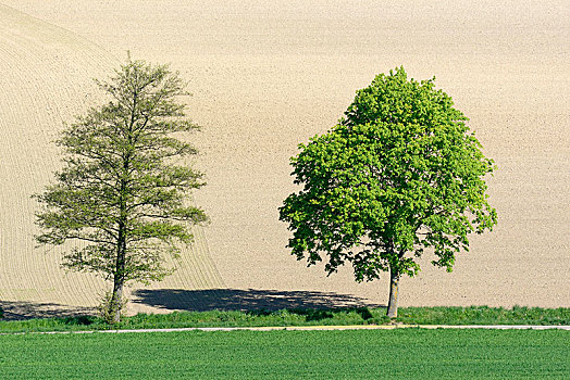 桤木,枫树,路边,地点,文化,风景,北莱茵威斯特伐利亚,德国,欧洲