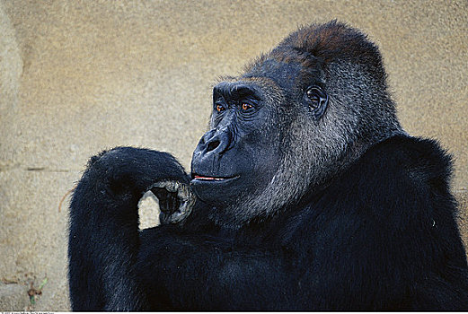圣地亚哥动物园大猩猩图片