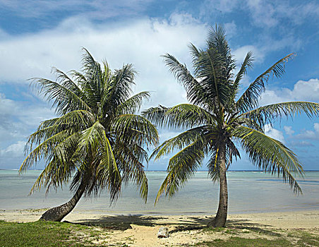 棕榈树,海滩,关岛