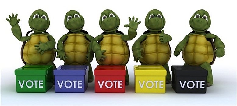 龟,投票,选举