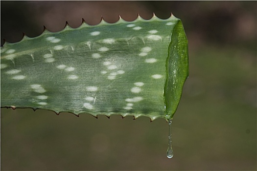 芦荟