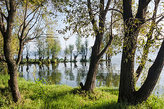 云南洱海湖畔秋天的小树林