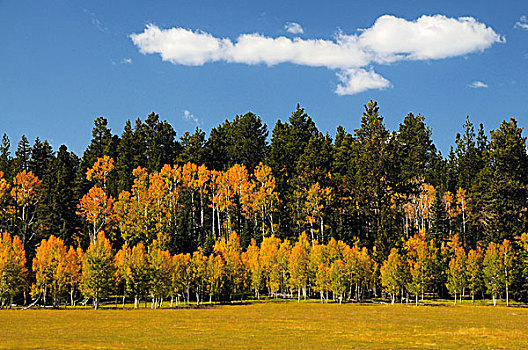 白杨,秋叶,北缘,大峡谷国家公园,亚利桑那,美国