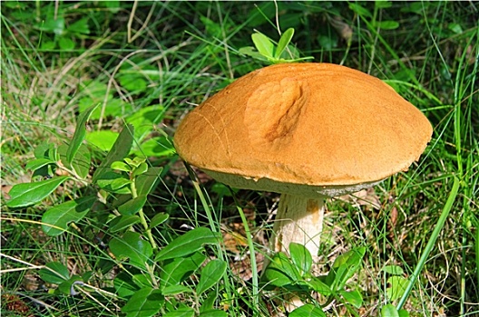 红色,帽,蘑菇