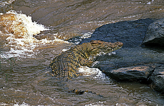 尼罗鳄,成年,马拉河,马赛马拉,公园,肯尼亚
