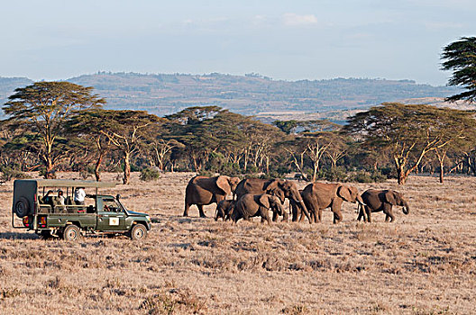 非洲象,牧群,旅游,莱瓦野生动物保护区,肯尼亚