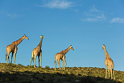 南方,长颈鹿,牧群,四个,雄性,卡拉哈里沙漠,卡拉哈迪大羚羊国家公园,南非,非洲