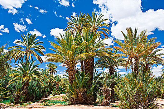 棕榈树丛,手掌,达德斯谷,史考拉,南方,摩洛哥,非洲
