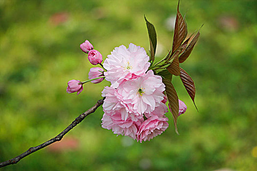 粉红色的樱花