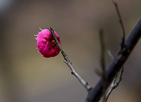 梅花