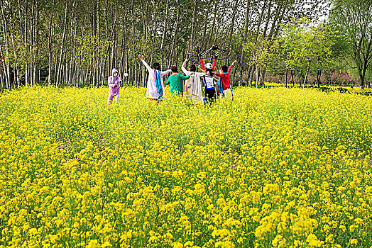 油菜花田