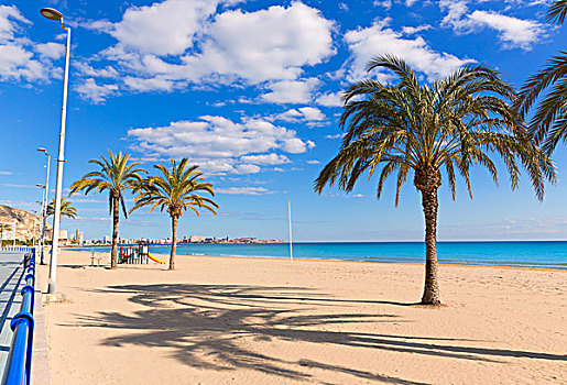 阿利坎特,海滩,地中海,西班牙,棕榈树