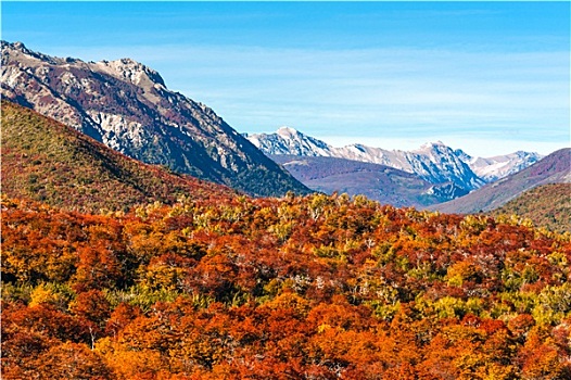 秋色,巴塔哥尼亚,靠近,巴里洛切,阿根廷