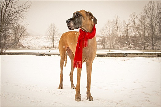 大丹犬,站立,雪中,红色,围巾