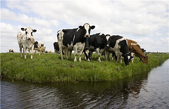 荷兰,母牛