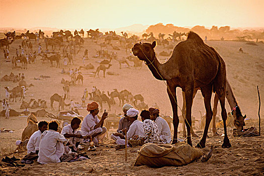 印度,拉贾斯坦邦,普什卡,骆驼,烹调