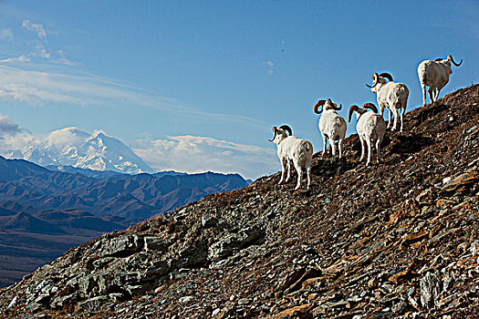 乐队,野大白羊,公羊,站立,岩石,山坡,看,山,麦金利山,背景,室内,阿拉斯加,秋天
