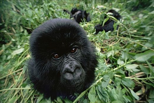 山地大猩猩,大猩猩,特写,肖像,脸,维龙加山,卢旺达