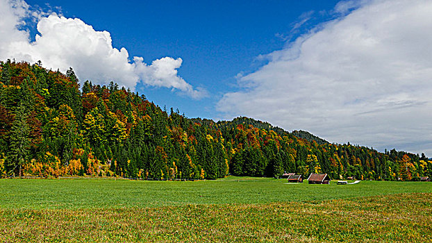 秋天,混合,针叶林,草地,仰视,上巴伐利亚