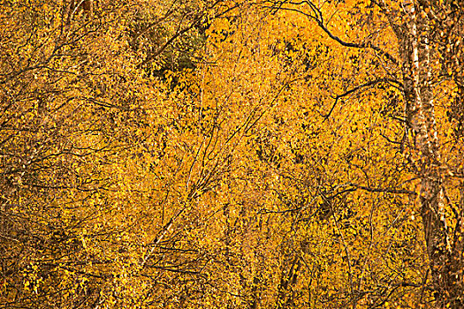 黄色,风景,桦树,秋色,叶子