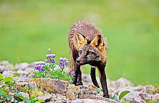 红狐,狐属,杂交品种,北极狐,红色,重叠,北美,美国,阿拉斯加