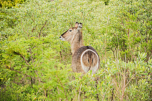 后视图,谨慎,羚羊,克鲁格国家公园,南非