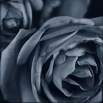玫瑰,黑白