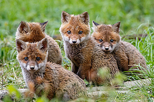 红狐,狐属,小动物,巢穴,巴登符腾堡,德国,欧洲